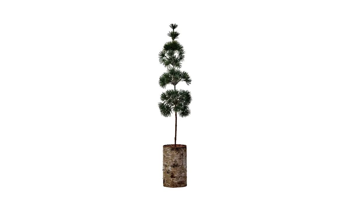 PINE Julgran Grön H60 de House Doctor – photo du produit