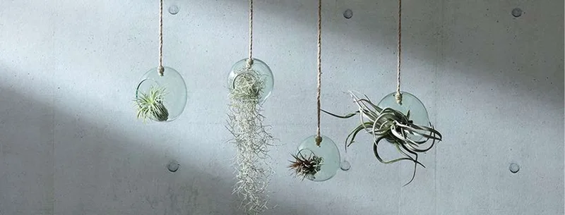 Canopy Plantenhanger ø 10 cm - Gerecycled Glas by LSA International in Transparent – product photo