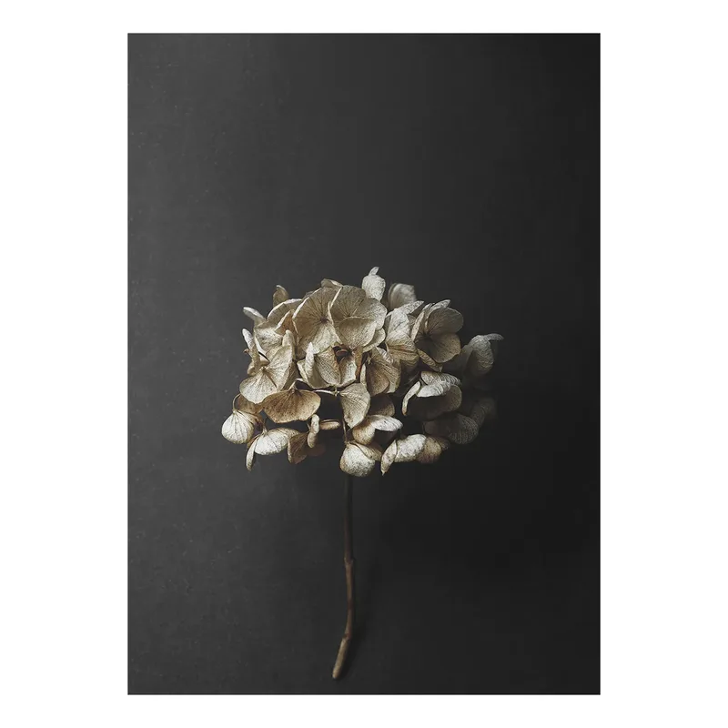 Still Life 04 Hydrangea Poster 50 x 70cm by Paper Collective – product photo
