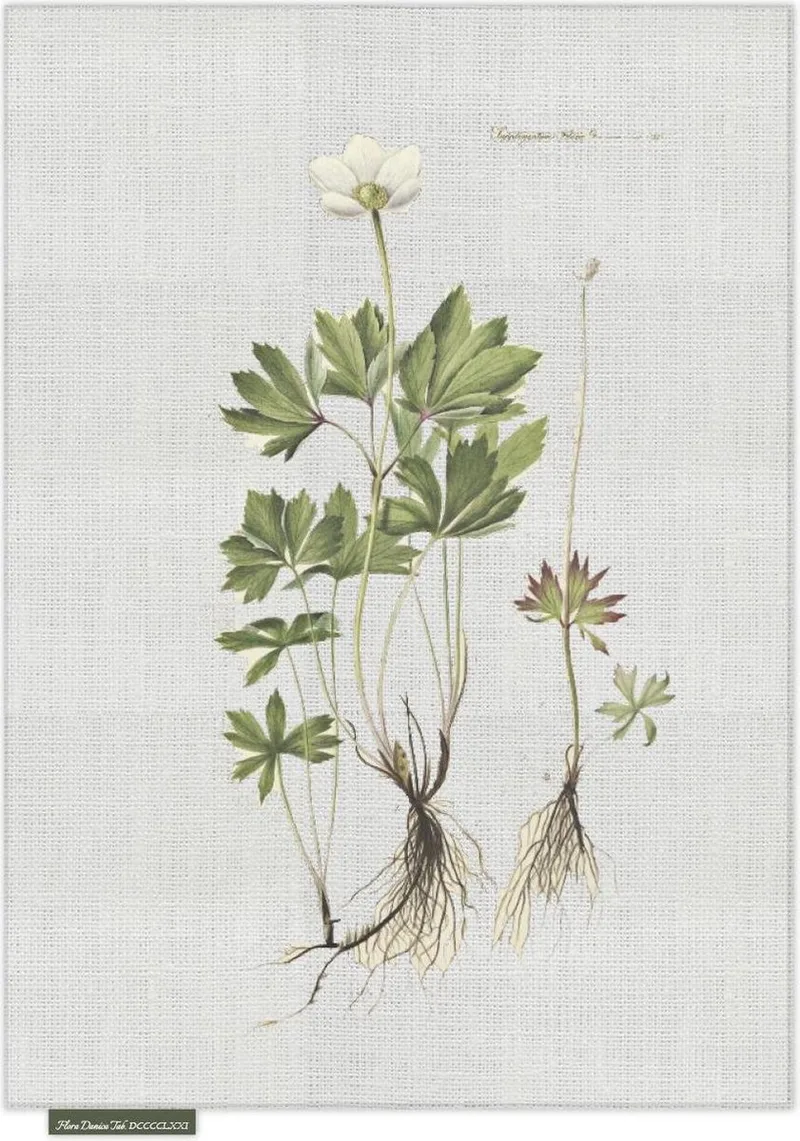 Theedoek - Anemone - Groen - 50 x 70 cm - Sodahl by Södahl in Grijs – product photo