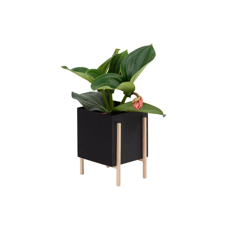 Botanic van Design House Stockholm in Pot Small – productfoto